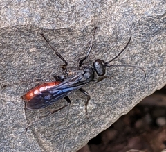 Priocnemis oregona