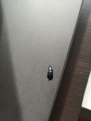 Platycerus oregonensis