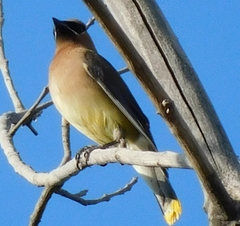 Bombycilla cedrorum