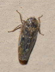Euscelis
