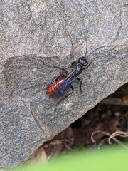 Priocnemis oregona