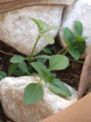 Magnoliopsida