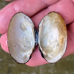 Cambarunio taeniatus