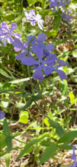 Phlox divaricata divaricata