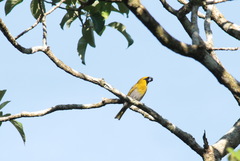 Caryothraustes poliogaster