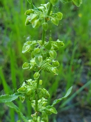 Rumex floridanus