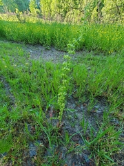 Rumex floridanus