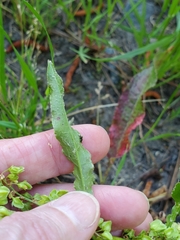 Rumex floridanus