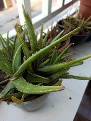 Aloe vera