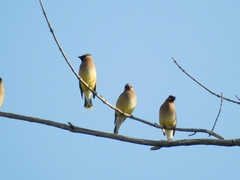Bombycilla cedrorum