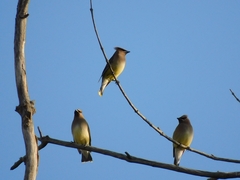 Bombycilla cedrorum