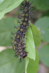 Hemileuca maia