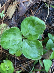 Trillium gracile