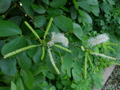 Mimosa caesalpiniifolia