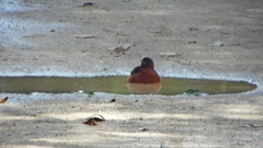 Hirundinea ferruginea