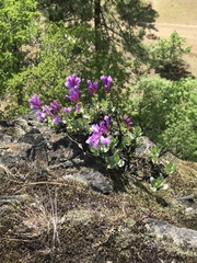 Penstemon barrettiae