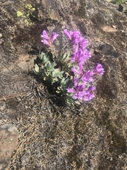 Penstemon barrettiae
