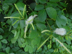 Mimosa caesalpiniifolia