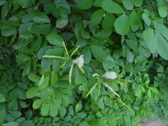 Mimosa caesalpiniifolia