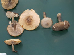 Clitocybe glacialis