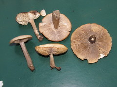 Clitocybe glacialis