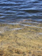 Lobotes surinamensis