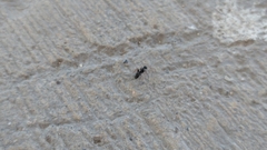Camponotus mina