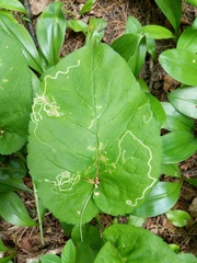 Phytomyza asterophaga