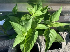Asystasia gangetica