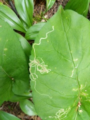 Phytomyza asterophaga