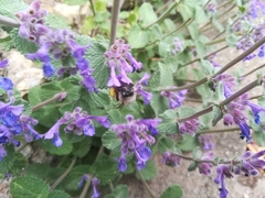 Nepeta × faassenii