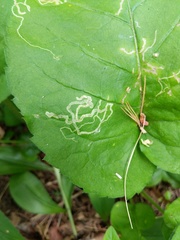 Phytomyza asterophaga