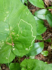 Phytomyza asterophaga