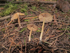 Entoloma hirtipes