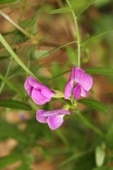 Vicia sepium