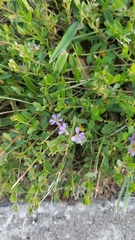 Lythrum flagellare