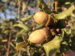 Quercus durata durata