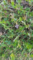 Lythrum flagellare