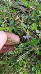 Lythrum flagellare