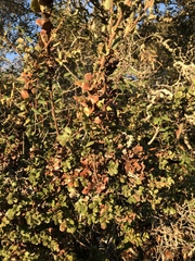 Quercus durata durata