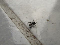 Latonigena auricomis