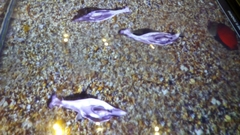 Magnoliopsida
