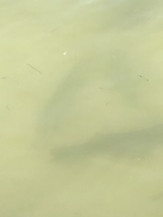 Centropomus undecimalis