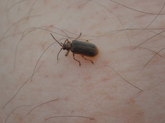 Galerucella nymphaeae