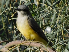 Tyrannus verticalis
