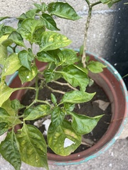 Capsicum chinense
