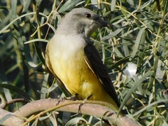 Tyrannus verticalis