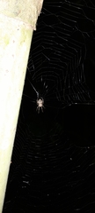 Araneae
