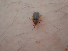 Galerucella nymphaeae