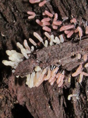 Stemonitopsis typhina